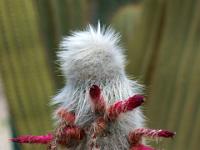 Haariger Kaktus mit Blüten - Kaktuspark Ravino